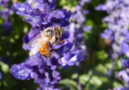 Three Good Reasons to Get Bees on Your Homestead Image
